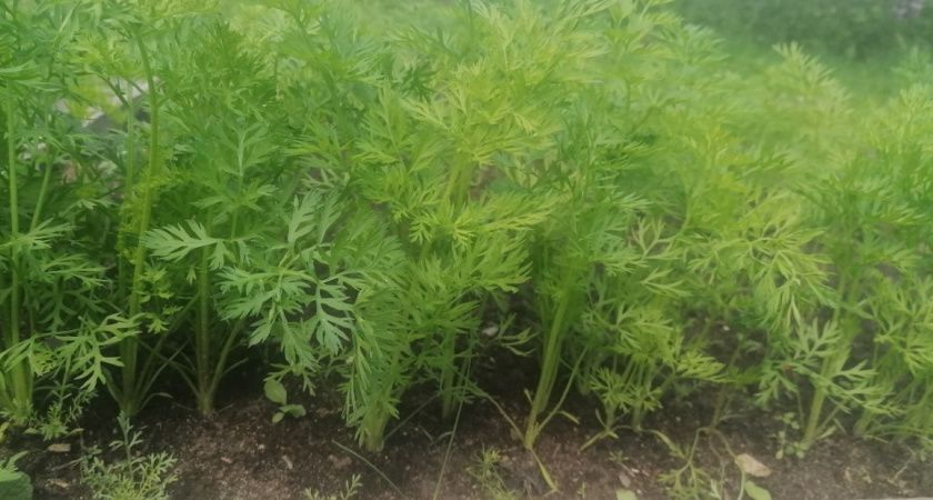Лайфхак наших бабушек: как простая банка увеличит урожай моркови в разы