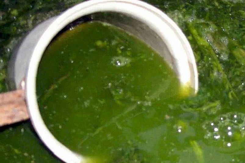 Секреты зеленой бродиловки — простой способ получить пышный и здоровый урожай на огороде