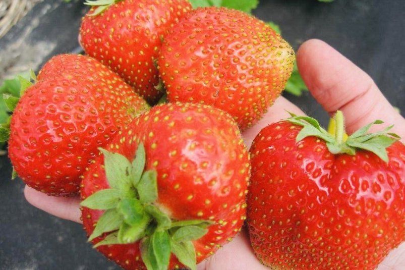 Этот 1 тайный метод из СССР с подкормкой взращивает клубнику размером с кулак — сочная, бордовая и тающая во рту ягода