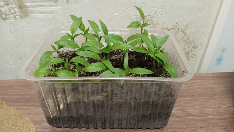 Дорогие фитолампы не нужны: поливаю рассаду мощным «допингом» из 3-х компонентов — становится крепкой и толщиной с палец