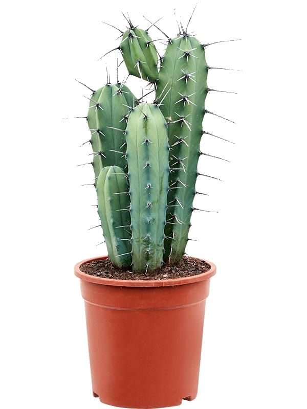    :      