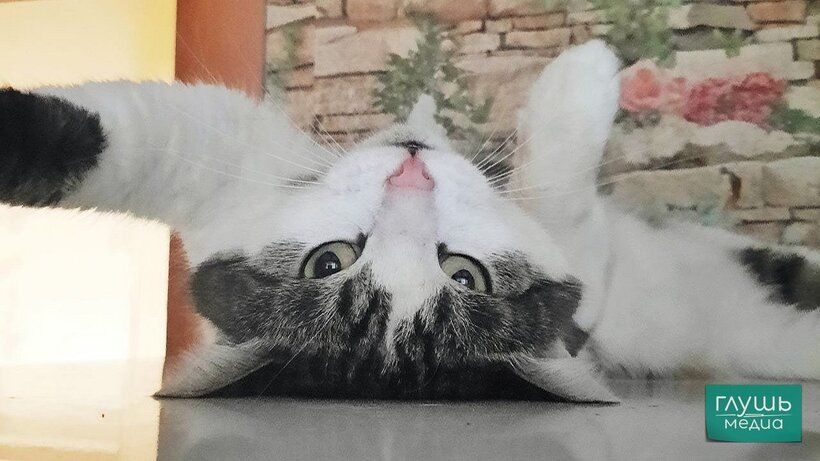         :   