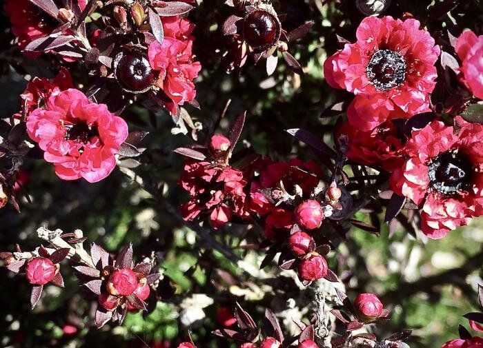 Лептоспермум: экзотическое украшение вашего сада