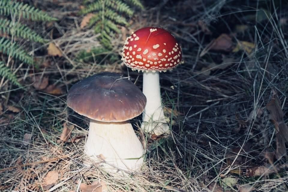 Мифы о грибах: правда ли, что съедобные грибы становятся ядовитыми рядом с поганками?