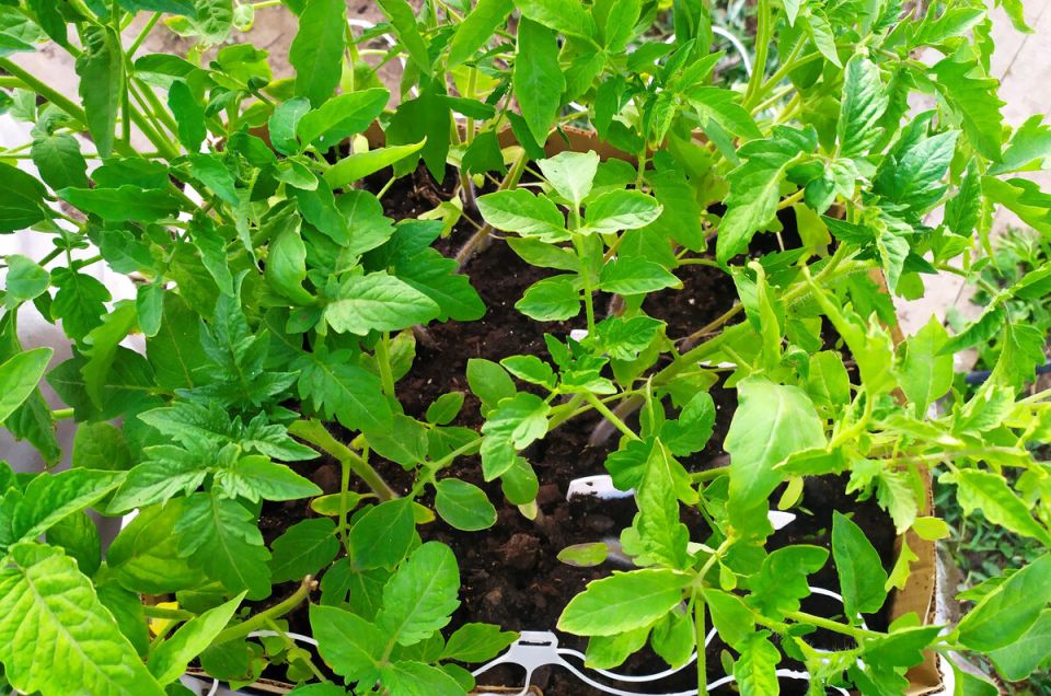 Советы по уходу за рассадой: как подготовить помидоры, перцы и баклажаны