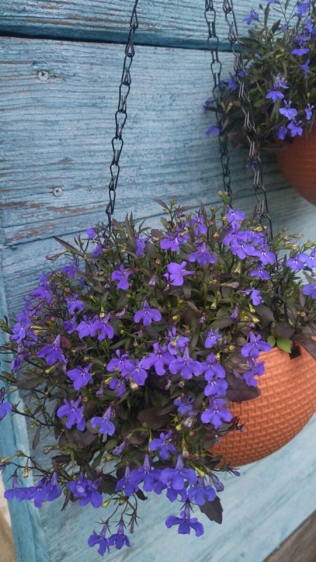 Лобелия 'Кристальный дворец': как создать яркий цветник без особых усилий