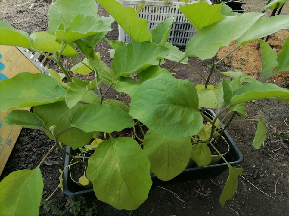 Как правильно подготовиться к высадке рассады в Сибири: советы и рекомендации