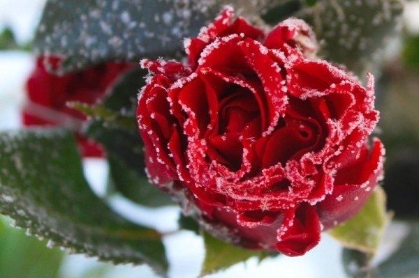 Как правильно открыть розы после зимнего укрытия: советы для садоводов