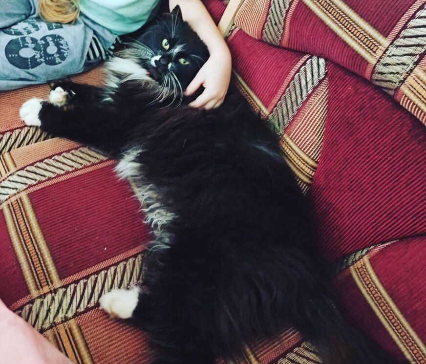 Создание игрушки для кошки: советы для заботливых хозяев