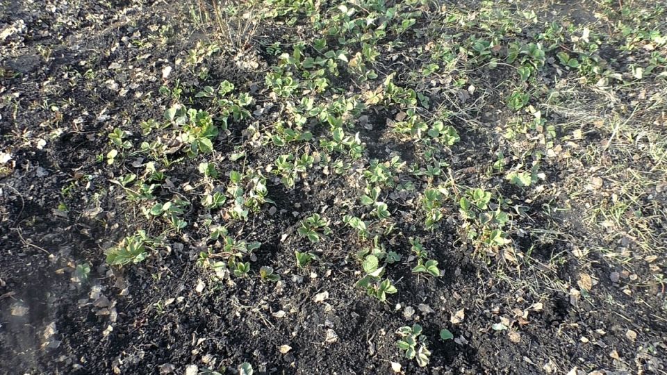 Эффективные весенние секреты для укрепления урожая клубники