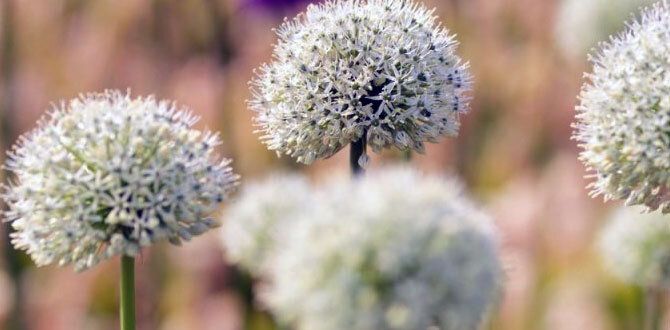 Погружение в магию белых цветов: как создать необычный лунный сад