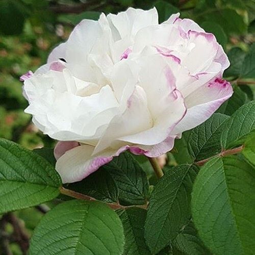 Канадские розы: стоит ли доверять мифам о неприхотливости?