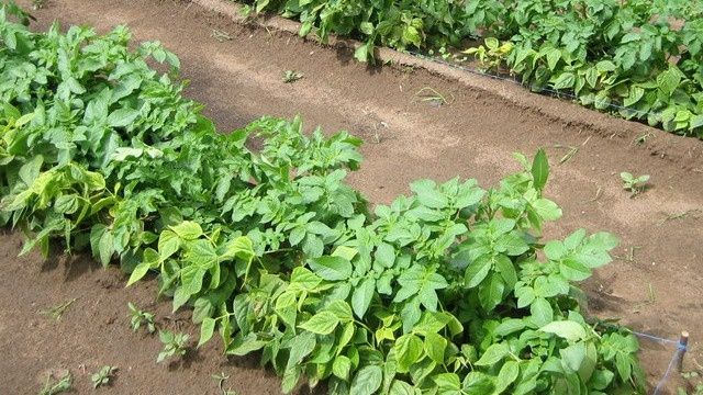 Как получить богатый урожай картофеля на одном и том же участке