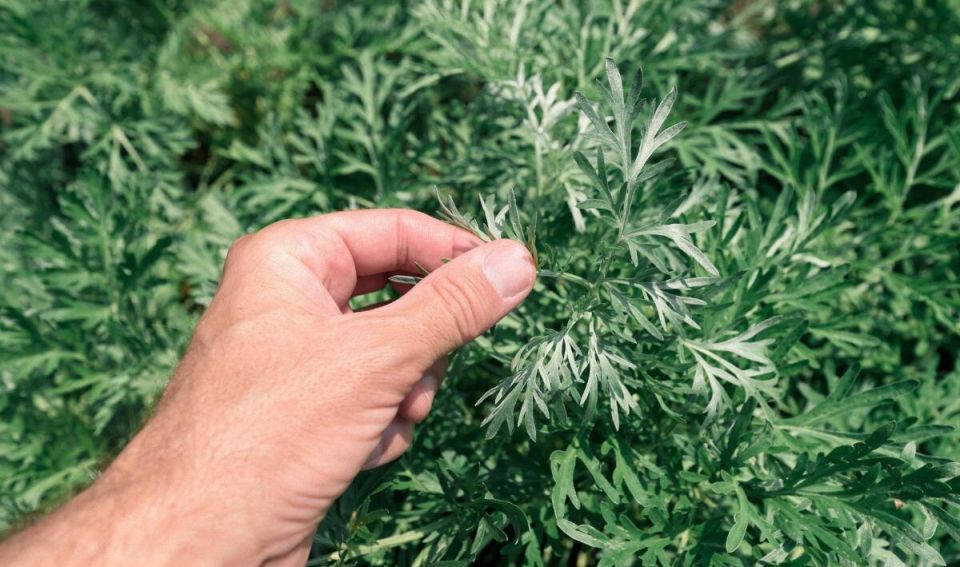 Полынь: естественный защитник вашего сада и огорода