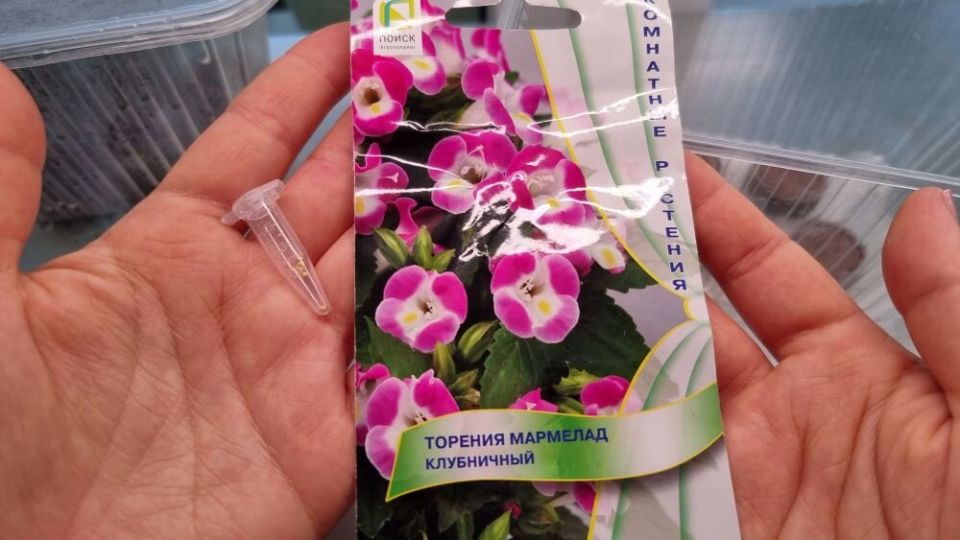 Зимнее цветение на подоконнике: как вырастить торению за несколько шагов