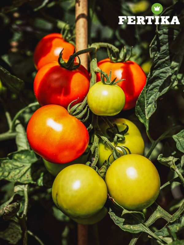 Как ухаживать за томатами в жаркие летние месяцы