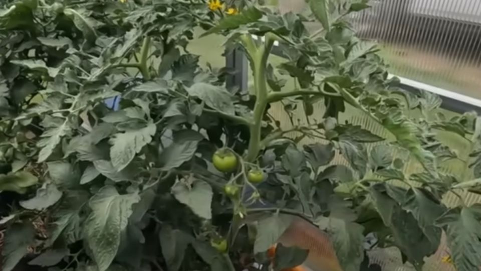 Секреты успешной подкормки томатов: как получить богатый урожай