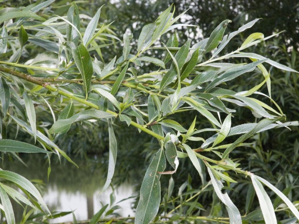 Создайте зелёное чудо из ивы