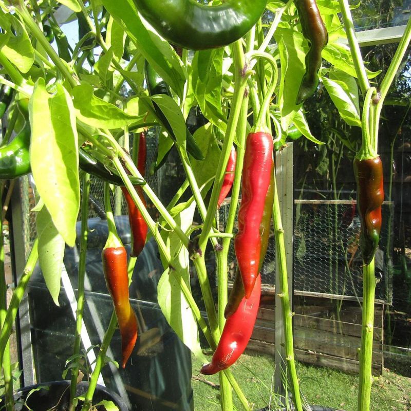 Огромный выбор! Уникальные овощи с "змеиными" названиями для вашего сада в 2025 году