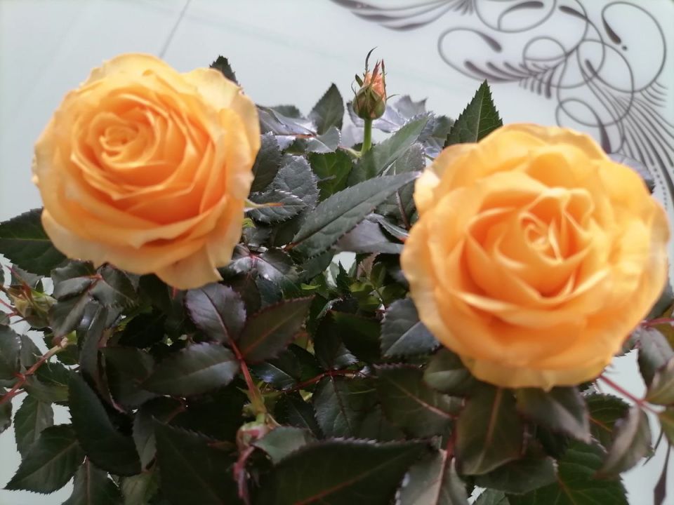 Сравнительный анализ зимовки роз Кордана: горшки против открытого грунта в Сибири