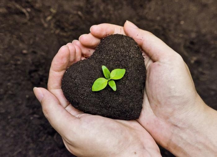 Путь к здоровому саду: как правильно проанализировать почву и выбрать идеальные растения