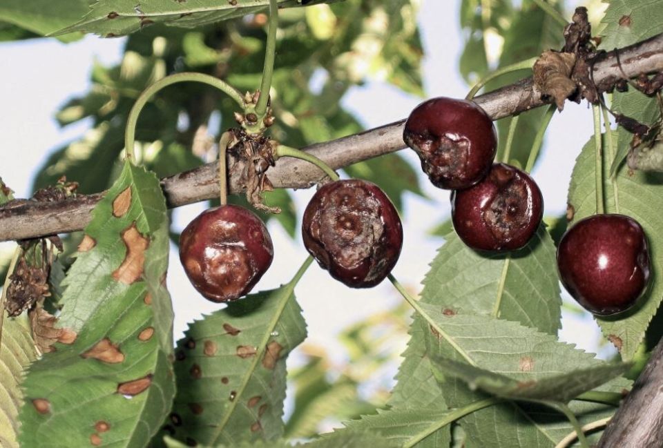Мелочи, которые убивают урожай вишни: как избежать потерь