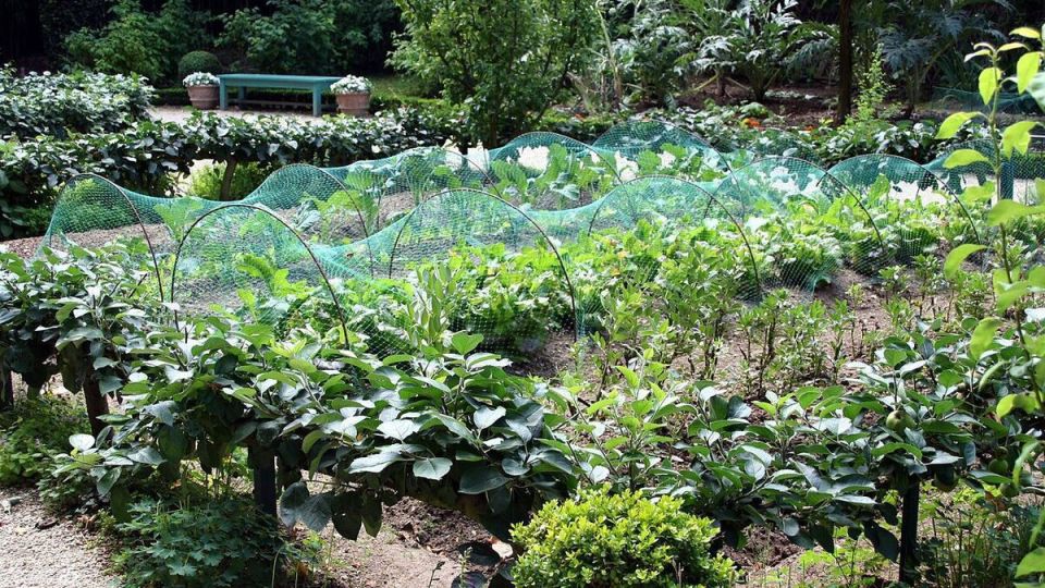 Создание уютного огорода: советы для начинающих садоводов