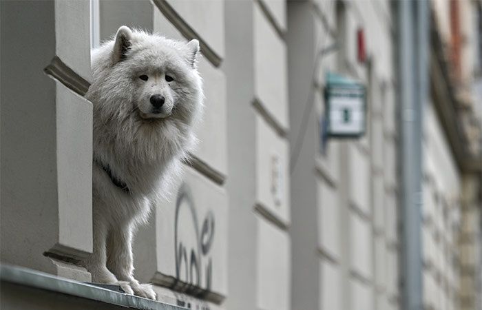 Новые правила содержания домашних животных: сколько метров потребуется питомцам?