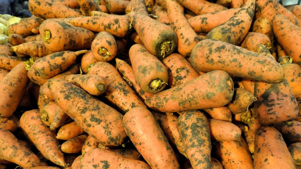 Популярный совет из интернета испортит весь урожай моркови: лучше так не делать