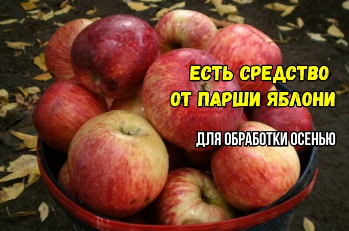 Как эффективно защитить яблоню от парши: простые советы осенней обработки