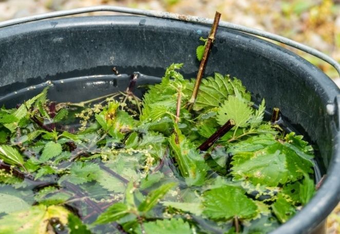 Тайны бродиловки: как правильно использовать травяной настой для урожая