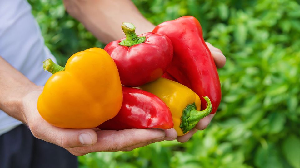 Популярная ошибка «угробит» весь урожай перцев: вырастут не больше горохового стручка