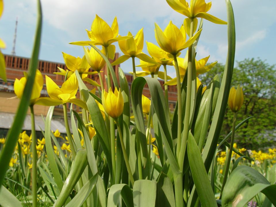 Тюльпаны: искушение весны и культурное наследие