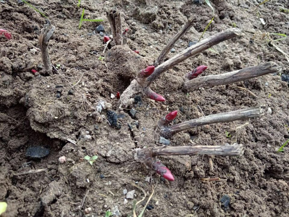 Как правильно подкармливать пионы в апреле для яркого цветения