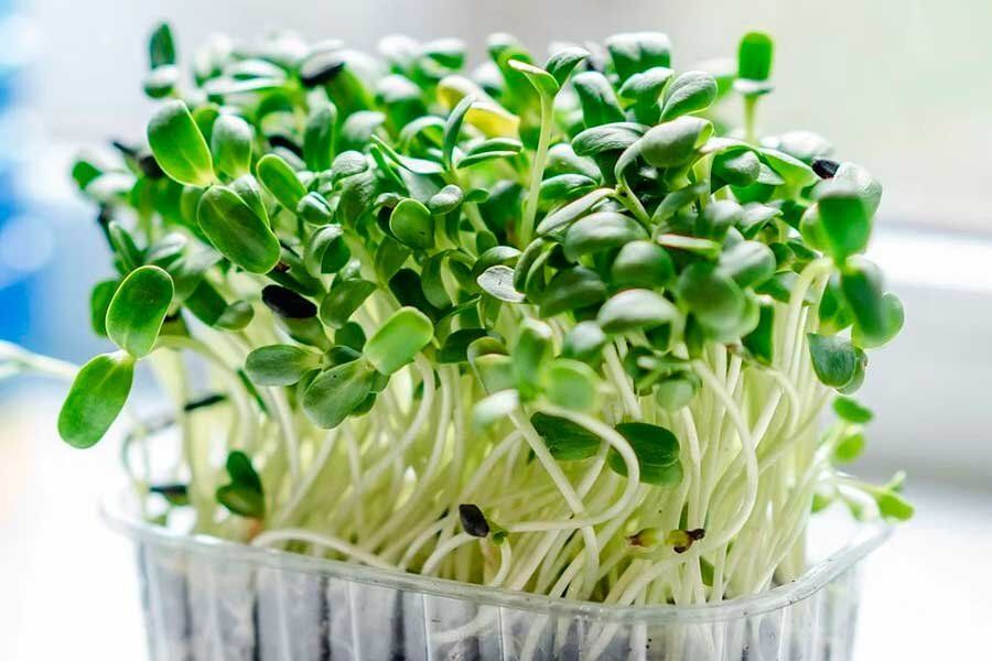 Микрозелень на твердой почве: как вырастить кресс-салат в домашних условиях круглый год
