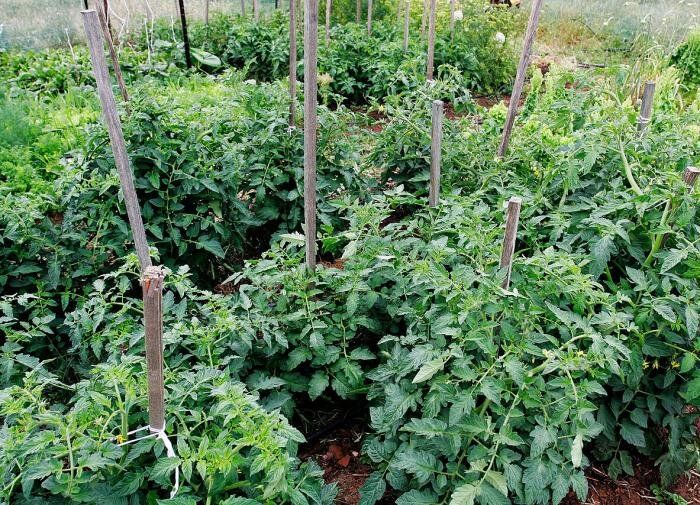 Выращивание кустовых томатов: пошаговая инструкция