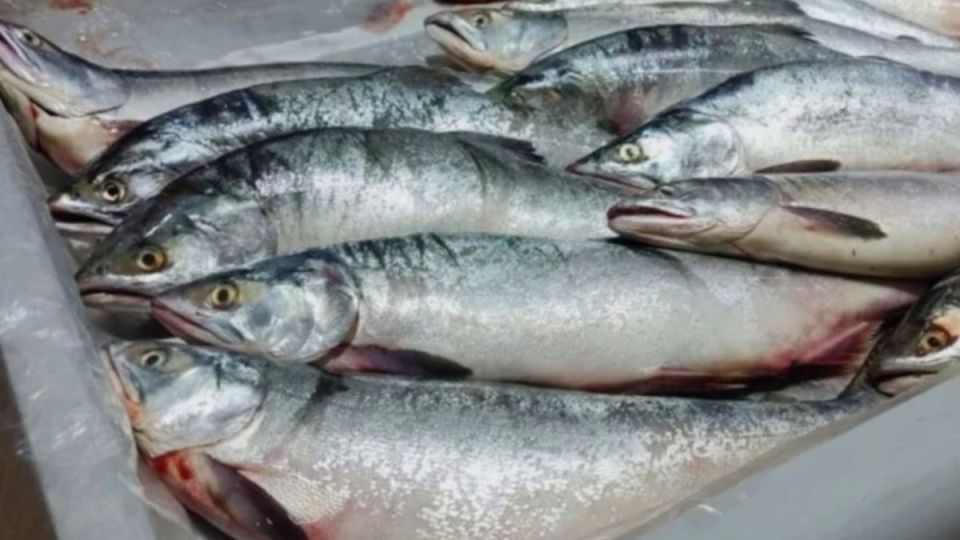 Что делать с рыхлой горбушей: 5 кулинарных идей, которые спасут ваше блюдо