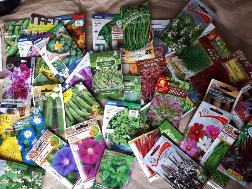 Дачный сезон 2025: почему расценки на семена поражают воображение?