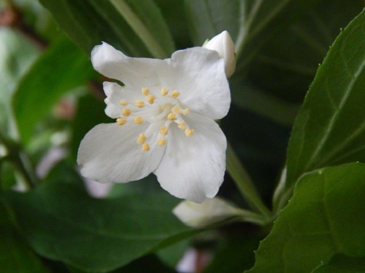 Помощники для дома: 3 растения, которые поддерживают чистоту в квартире