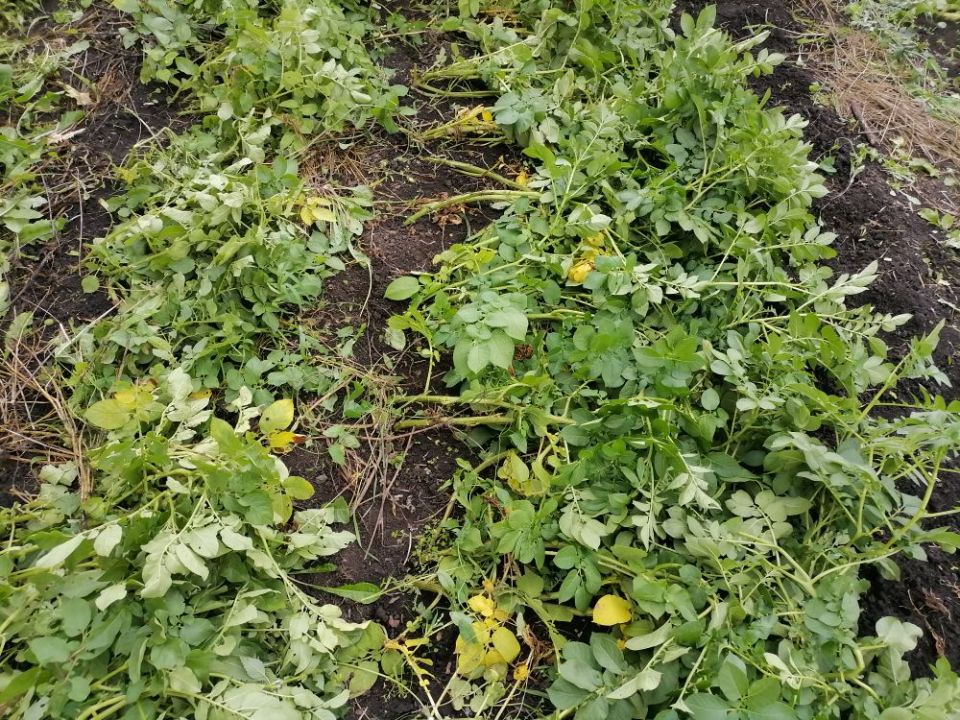 Как избежать фитофторы и вовремя выкопать картофель: признаки зрелости урожая