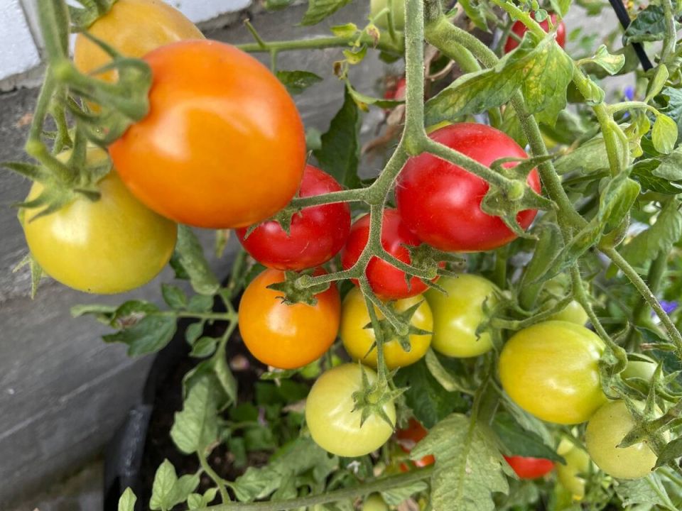 Как вырастить здоровые помидоры без химии и заболеваний до осени