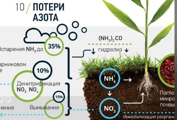 Как правильно подкармливать чеснок: советы и рекомендации для успешного урожая