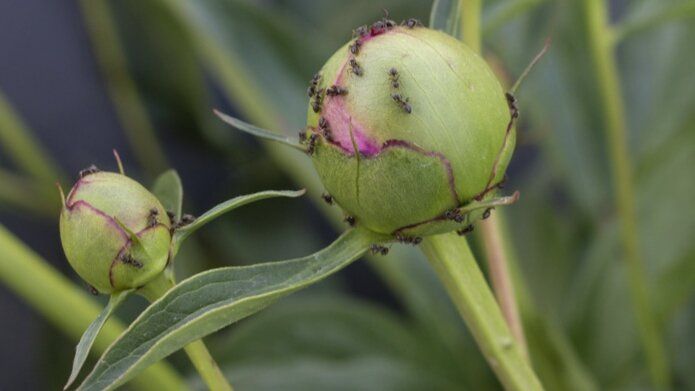 Эффективная борьба с муравьями: натуральные рецепты и химические средства