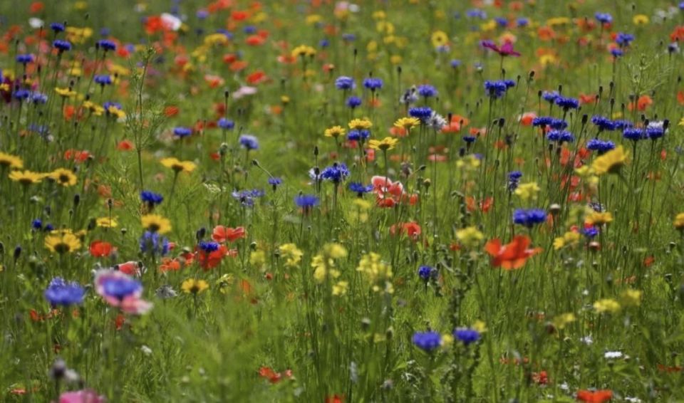 Создание мавританского газона: секреты цветущей красоты для вашего сада