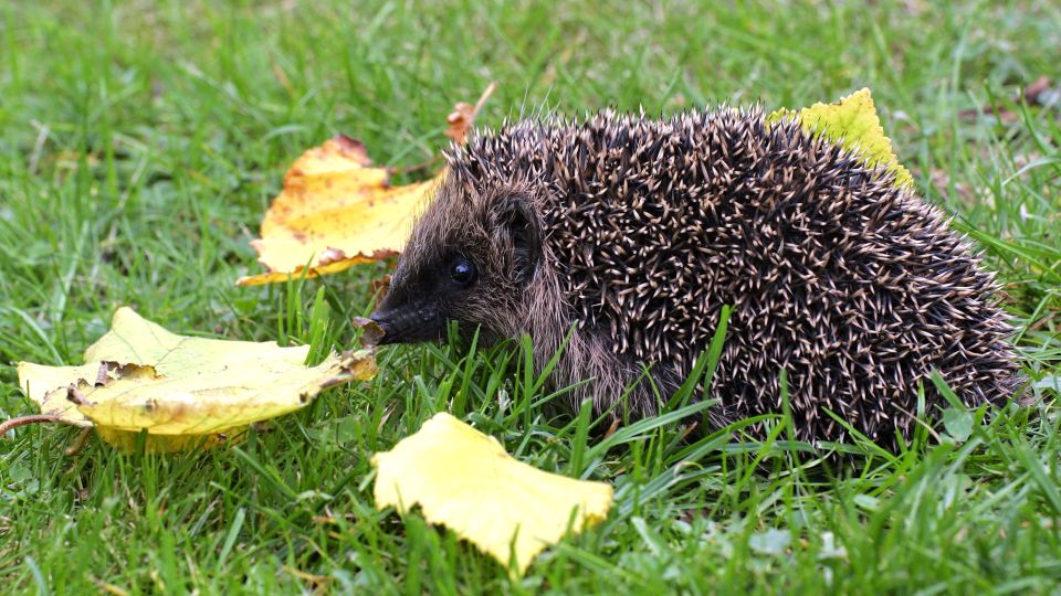 Чем кормить ежей, знает биолог