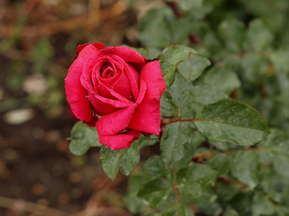 Как спасти сад: секреты ухода за розами в условиях современных угроз