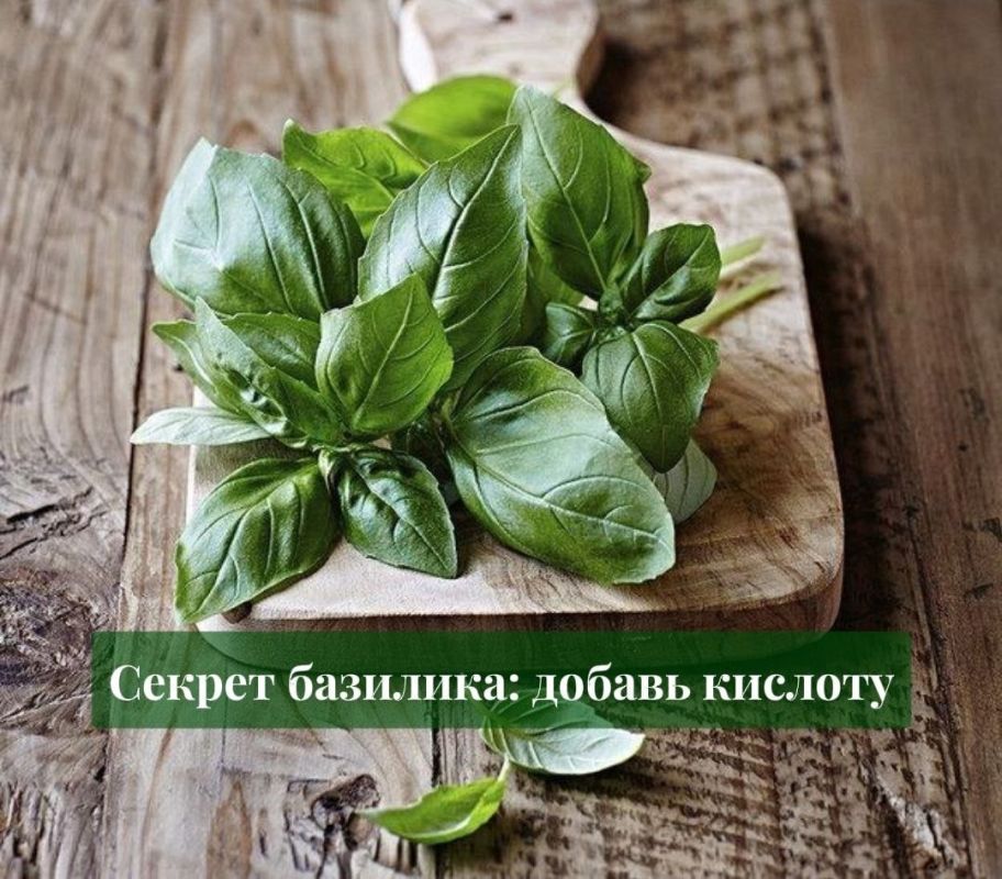 Секреты базилика: как кислота раскрывает его аромат