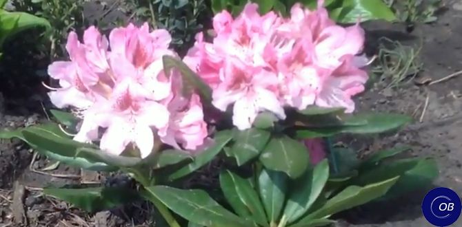 Почему рододендроны не приживаются: основные ошибки садоводов