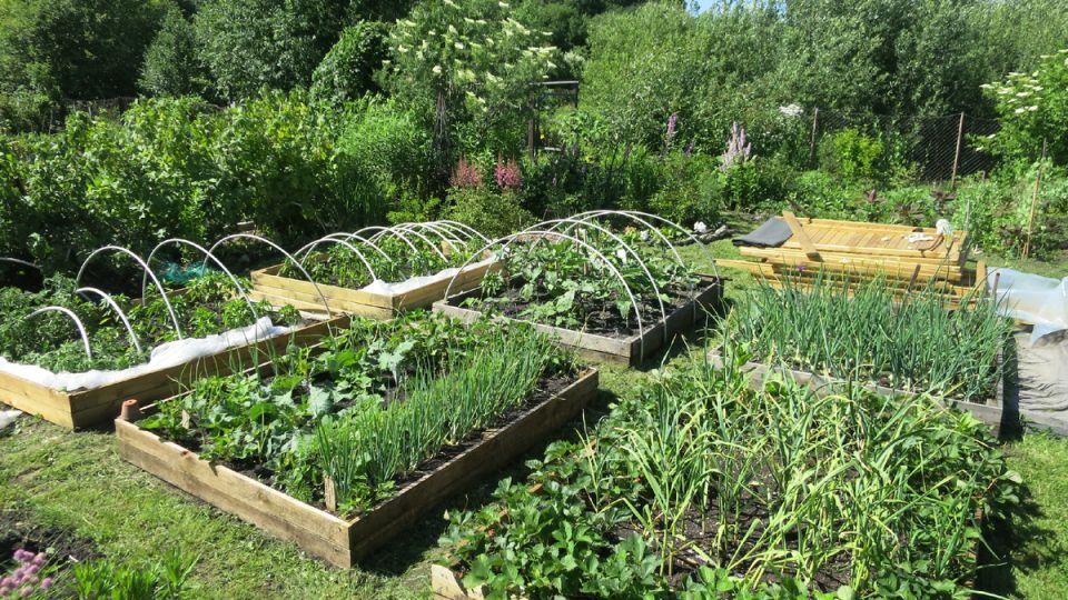 Огород в отпуске: как выращивать неприхотливые овощи без забот