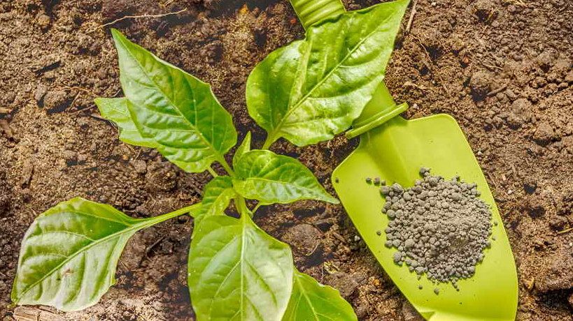 Секреты успешного выращивания перцев: стоит ли глубже закапывать и удалять коронный цветок?